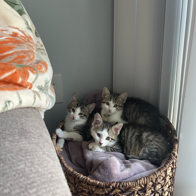 There's Always Room For Another Cat