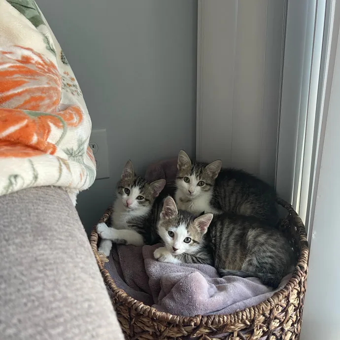 There's Always Room For Another Cat