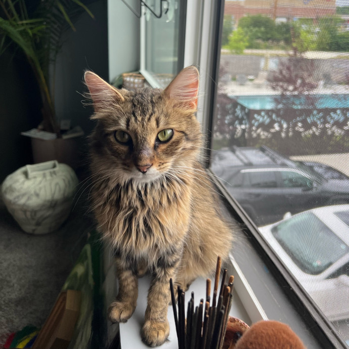 There's Always Room For Another Cat