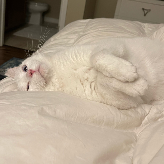 There's Always Room For Another Cat