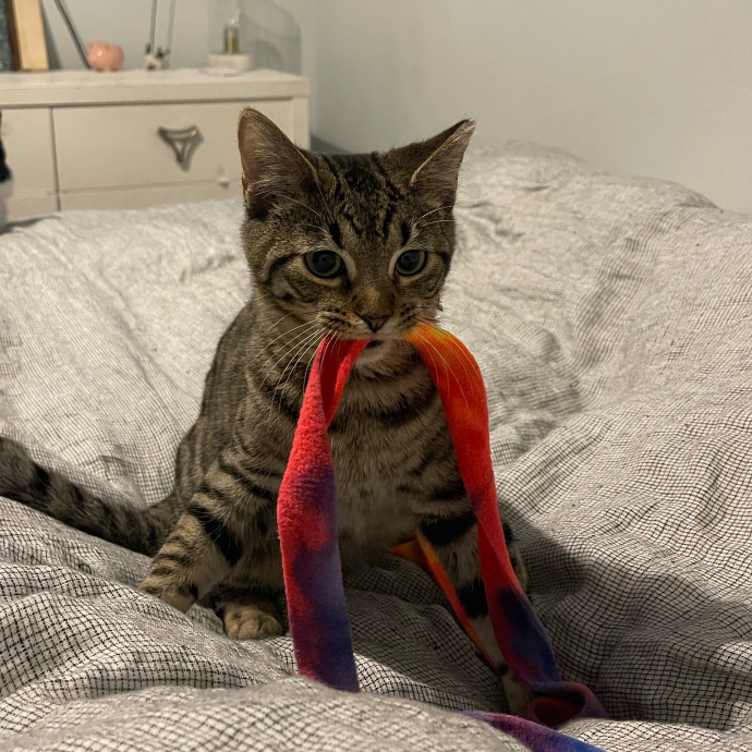 There's Always Room For Another Cat photo 3