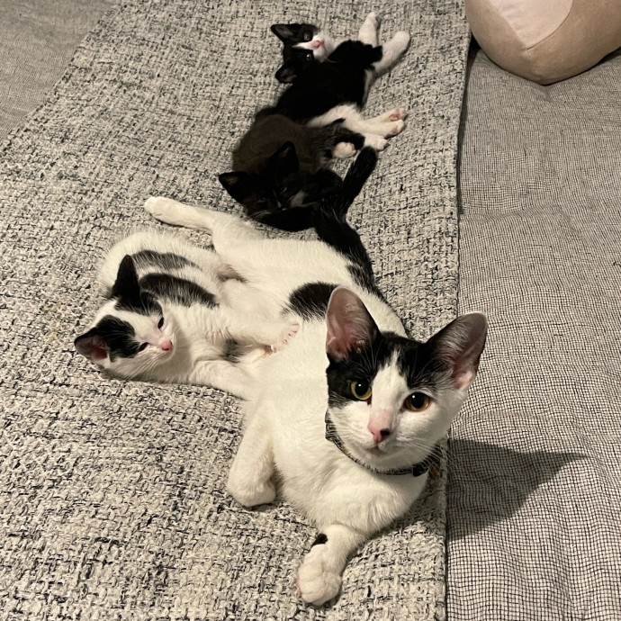 There's Always Room For Another Cat photo 2