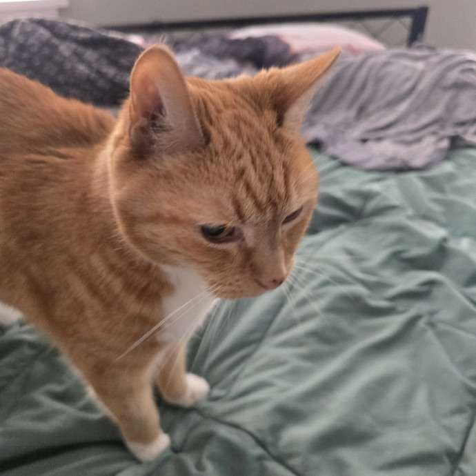 Cat Caretaker For Hire