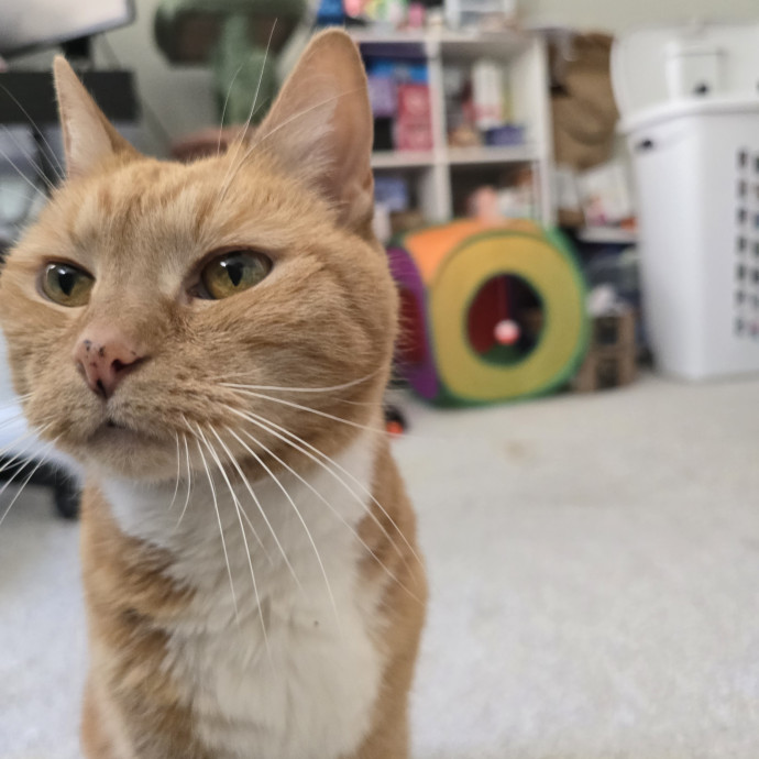 Cat Caretaker For Hire