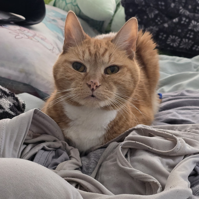 Cat Caretaker For Hire photo 3