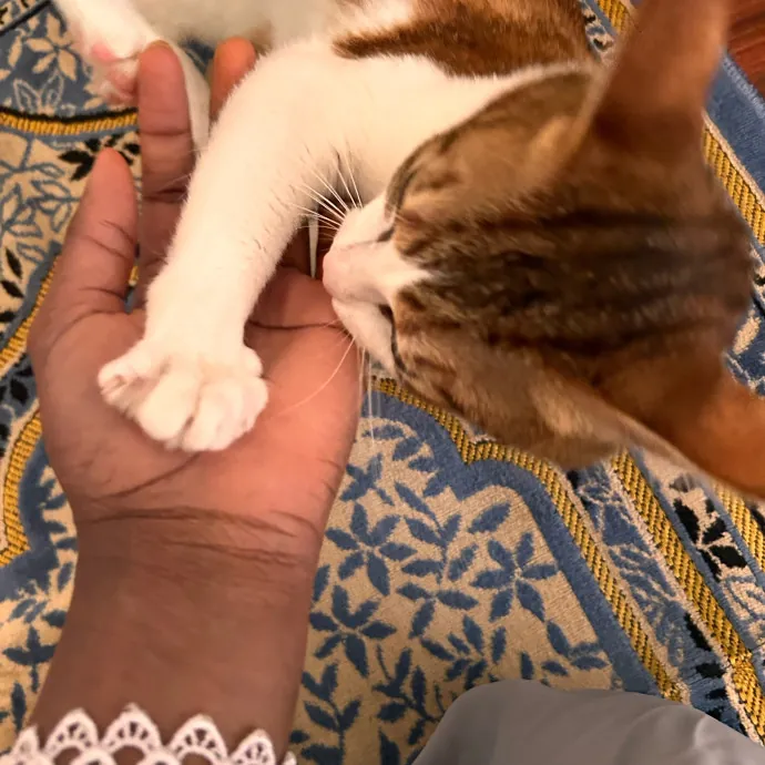 Cats For The Culture