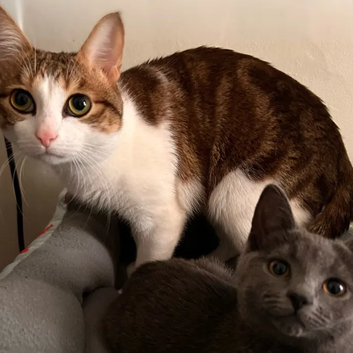 Cats For The Culture