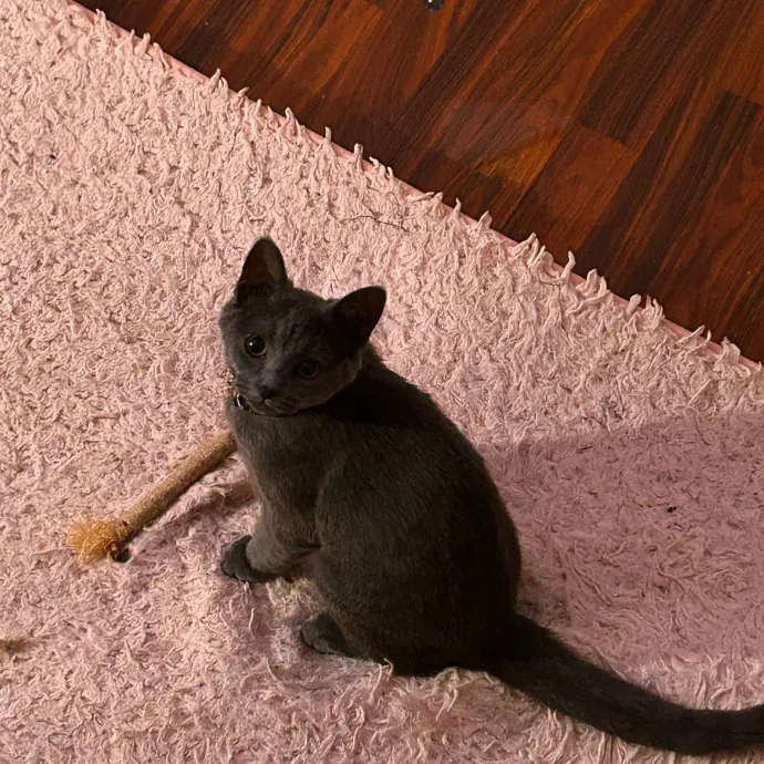 Cats For The Culture