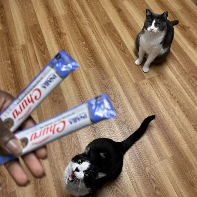 Cats For The Culture