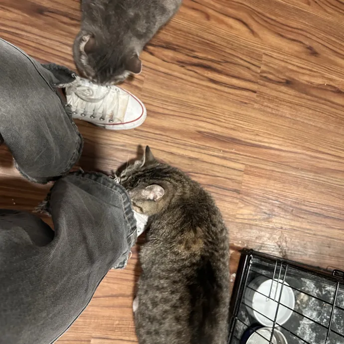 Cats For The Culture