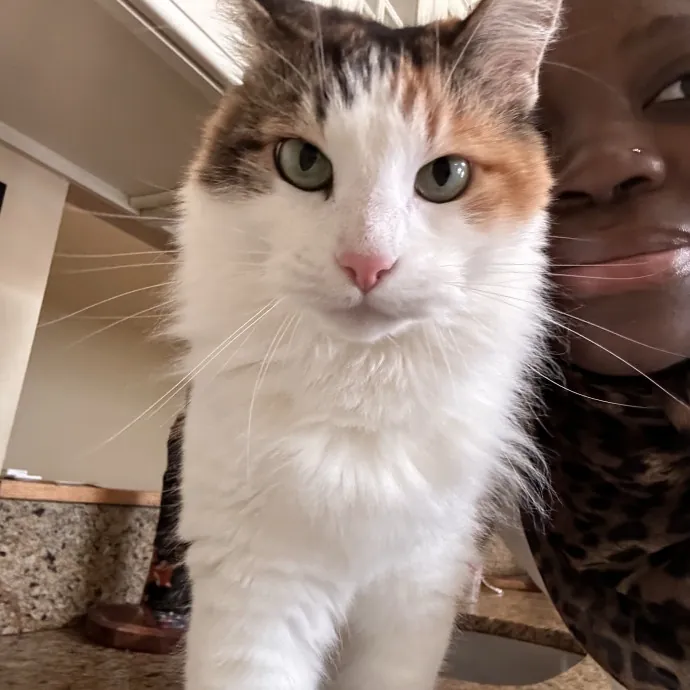 Cats For The Culture