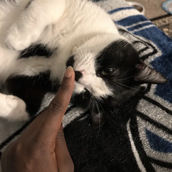 Cats For The Culture