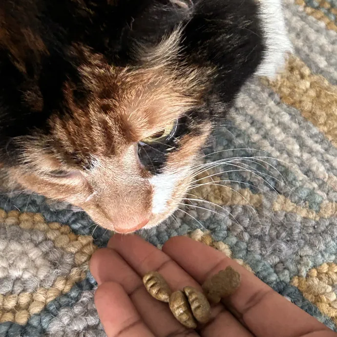 Cats For The Culture