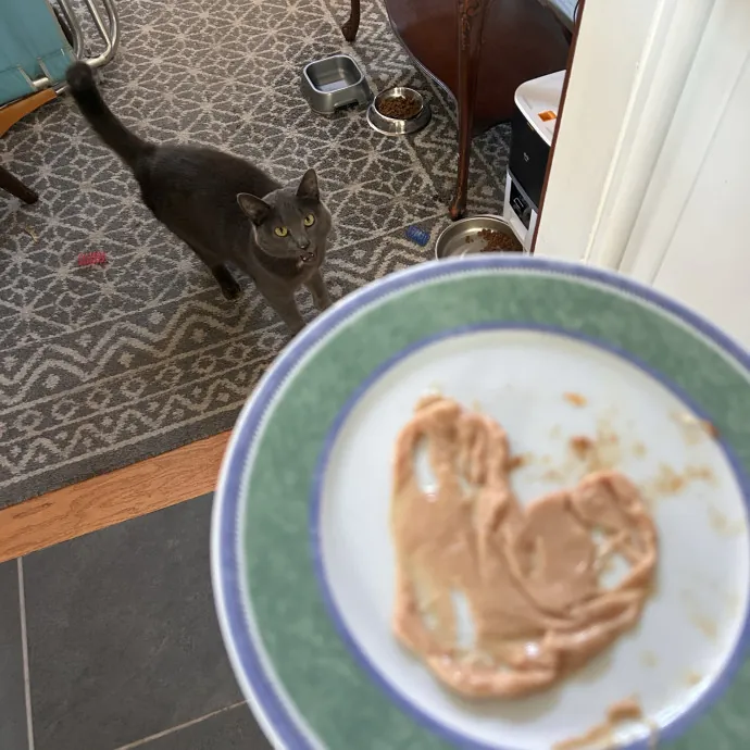 Cats For The Culture