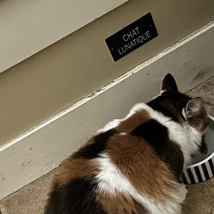 Cats For The Culture