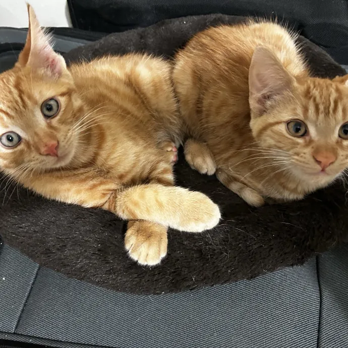 Cats For The Culture