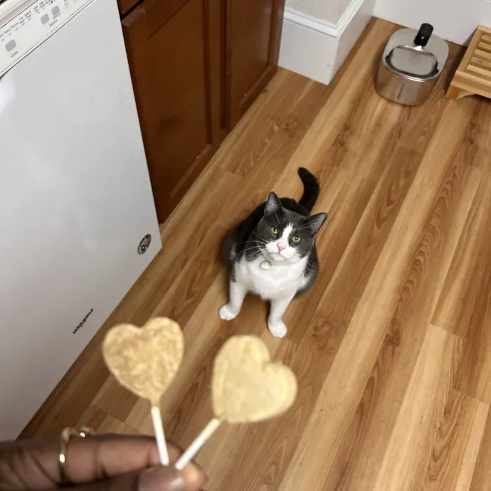 Cats For The Culture