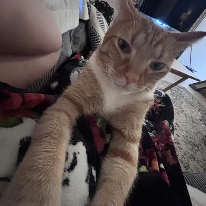 Reliable Trustworthy Cat Sitter