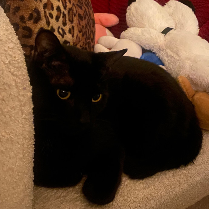 Cat Care With Meli