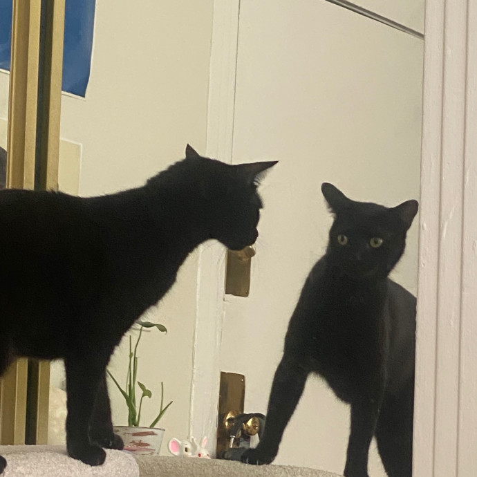 Cat Care With Meli photo 3