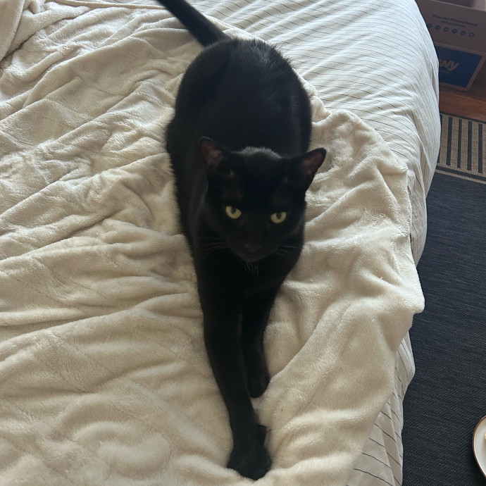 Cat Care With Meli photo 2