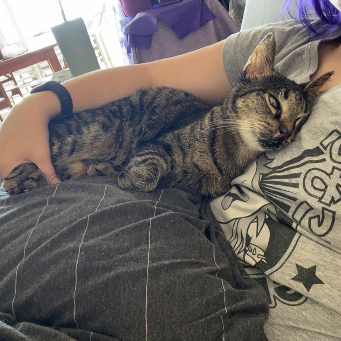 Your Cat's New Favorite Human