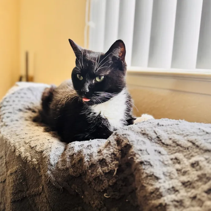 Professional Cat Care Provider 5 Years