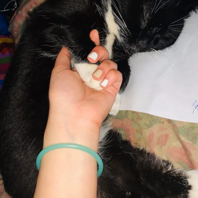 Professional Cat Care Provider 5 Years