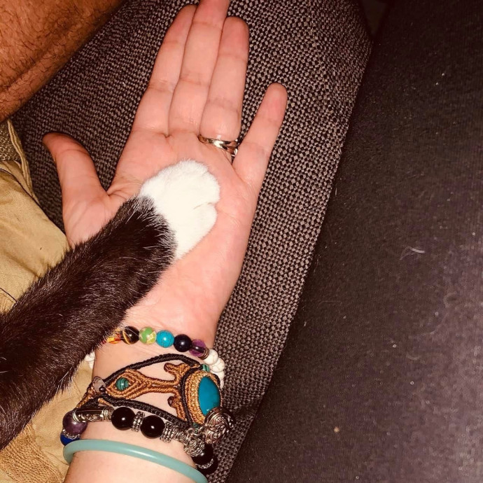 Professional Cat Care Provider 5 Years