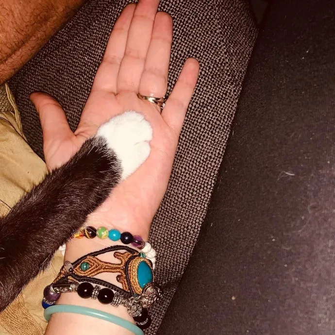 Professional Cat Care Provider 5 Years