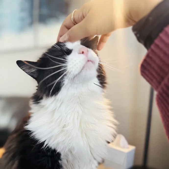 Professional Cat Care Provider 5 Years photo 4