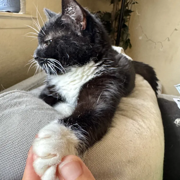 Professional Cat Care Provider 5 Years photo 3