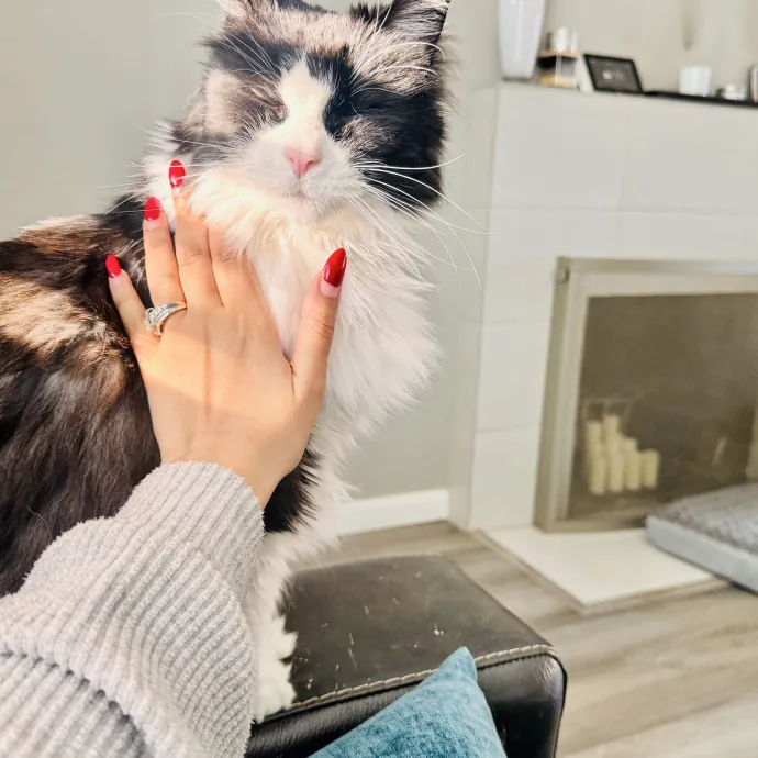 Professional Cat Care Provider 5 Years photo 2