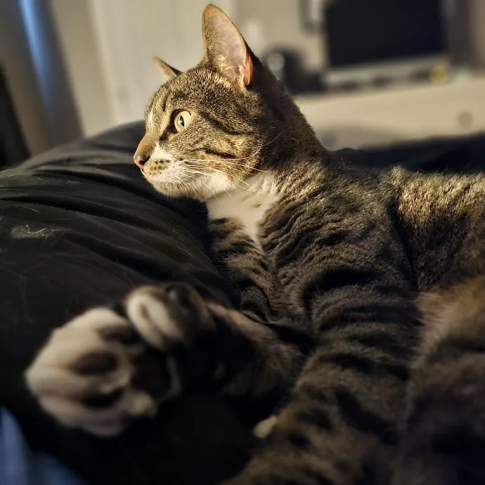 Paw-Sitive Vibes For Your Feline Tribe