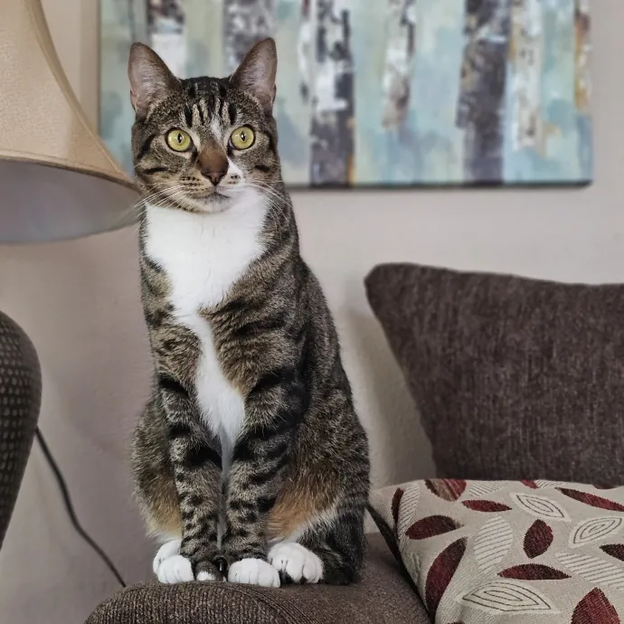 Paw-Sitive Vibes For Your Feline Tribe