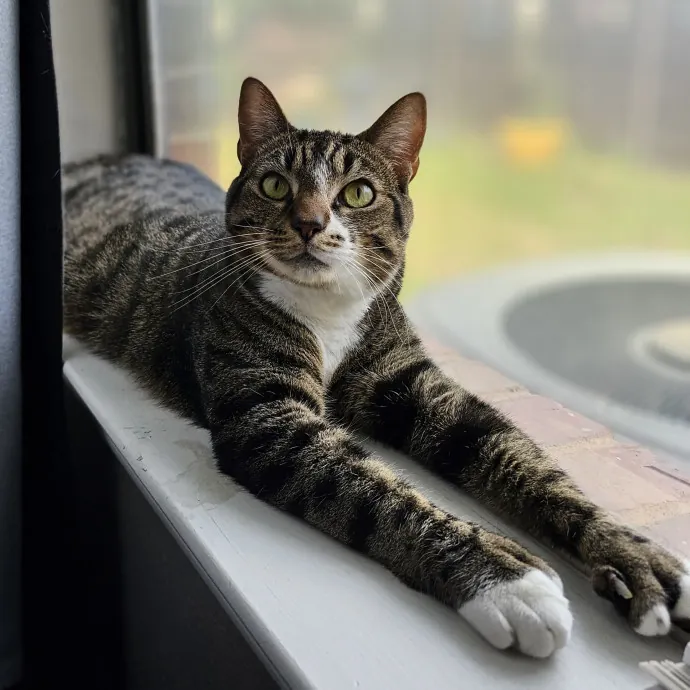 Paw-Sitive Vibes For Your Feline Tribe