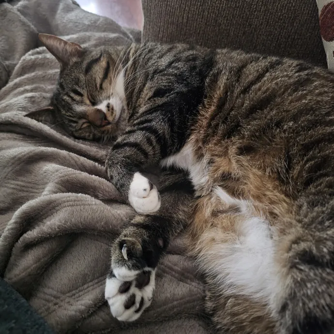 Paw-Sitive Vibes For Your Feline Tribe