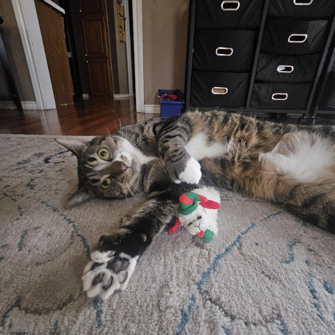 Paw-Sitive Vibes For Your Feline Tribe