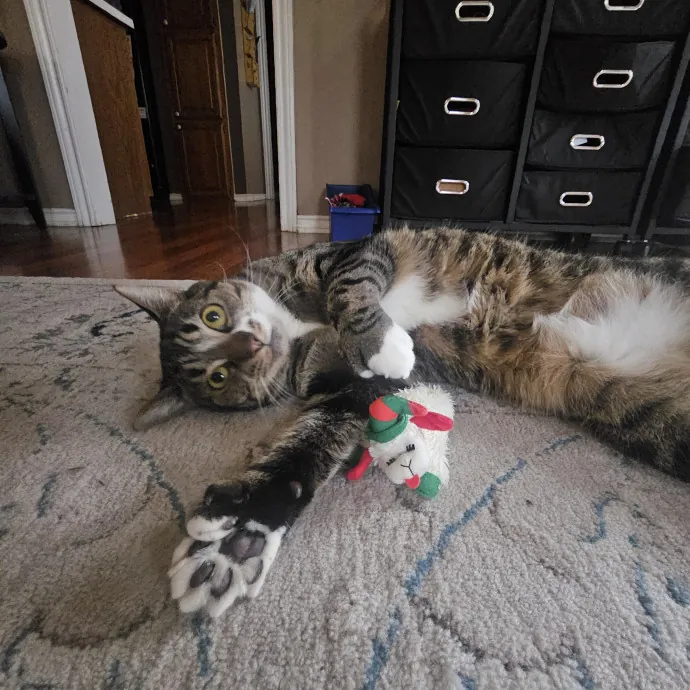 Paw-Sitive Vibes For Your Feline Tribe