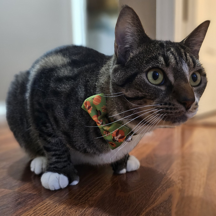Paw-Sitive Vibes For Your Feline Tribe