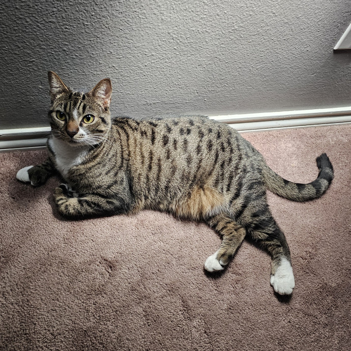 Paw-Sitive Vibes For Your Feline Tribe