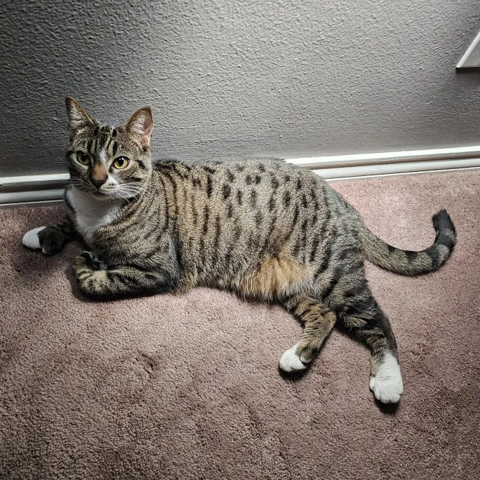 Paw-Sitive Vibes For Your Feline Tribe