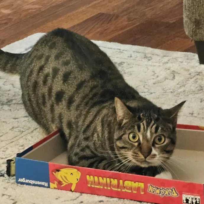 Paw-Sitive Vibes For Your Feline Tribe