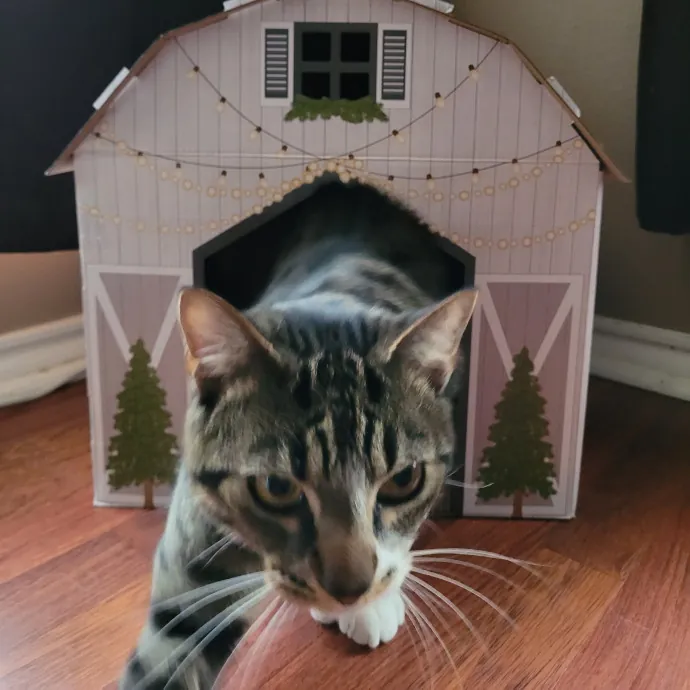 Paw-Sitive Vibes For Your Feline Tribe