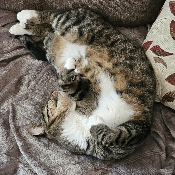 Paw-Sitive Vibes For Your Feline Tribe