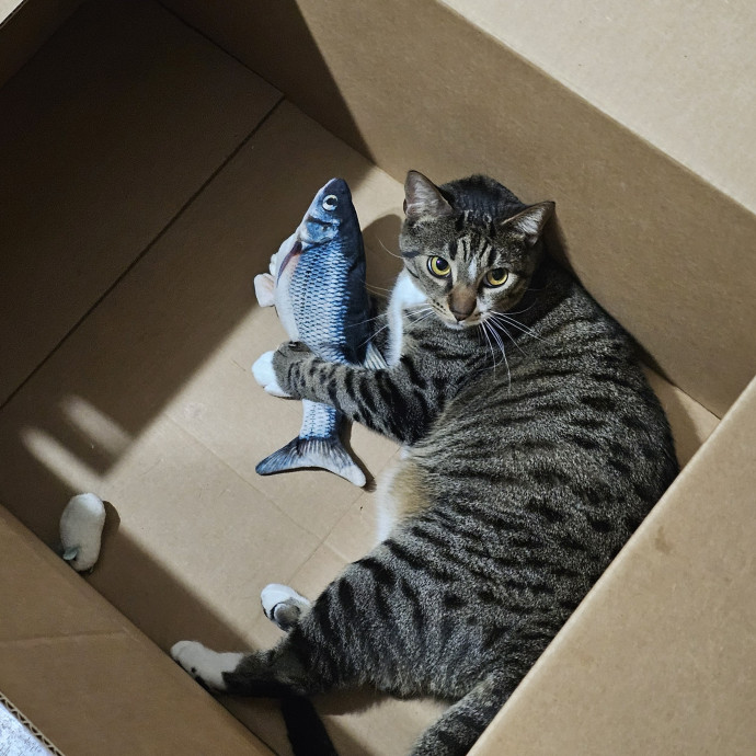Paw-Sitive Vibes For Your Feline Tribe