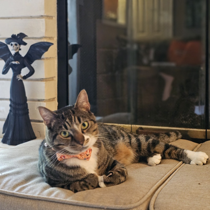 Paw-Sitive Vibes For Your Feline Tribe photo 2