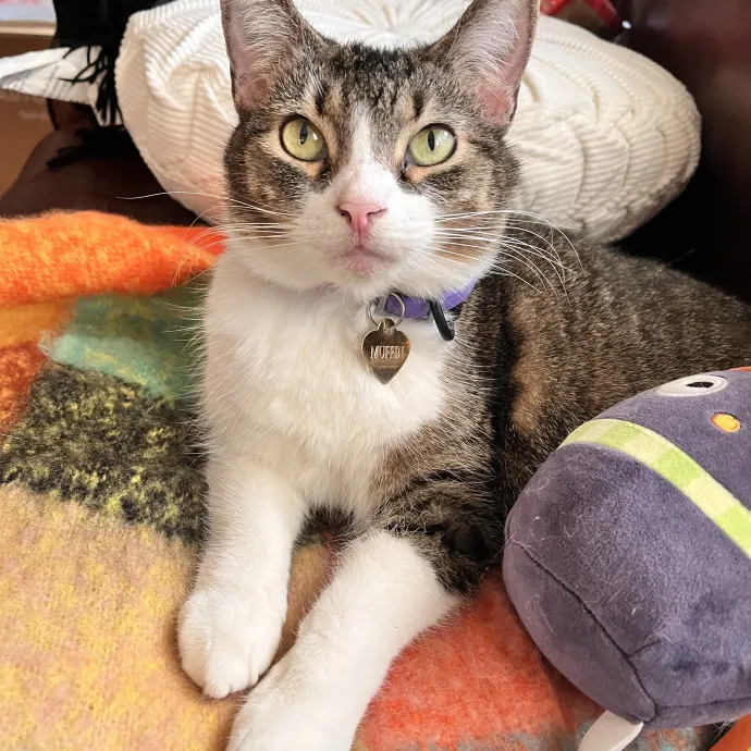 Lica's Cozy Cat Cove