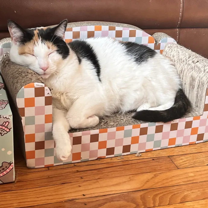 Lica's Cozy Cat Cove