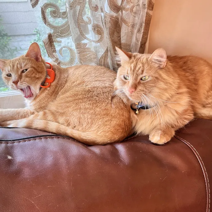Lica's Cozy Cat Cove